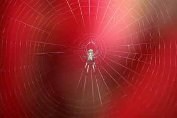 Spiders-Web-2