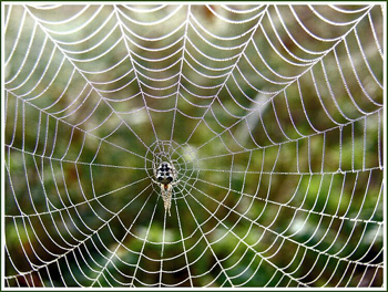 Spiders-Webs